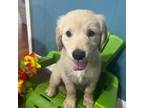 Golden Retriever Puppy for sale in Nacogdoches, TX, USA
