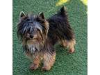 Yorkshire Terrier Puppy for sale in Los Angeles, CA, USA