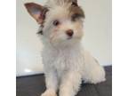 Yorkshire Terrier Puppy for sale in Los Angeles, CA, USA