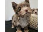 Yorkshire Terrier Puppy for sale in Los Angeles, CA, USA