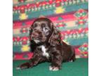 Cocker Spaniel Puppy for sale in West Plains, MO, USA