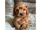 Cavapoo Puppy for sale in Springfield, MO, USA