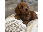 Cavapoo Puppy for sale in Springfield, MO, USA