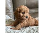 Cavapoo Puppy for sale in Springfield, MO, USA