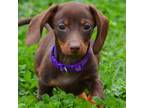 Dachshund Puppy for sale in Cape May, NJ, USA