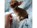Chihuahua Puppy for sale in Carbondale, IL, USA