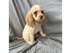 Cocker Spaniel Puppy for sale in Arlington, VA, USA