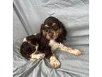 Cocker Spaniel Puppy for sale in Rockville, MD, USA