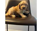 Cavapoo Puppy for sale in Arlington, VA, USA