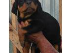 Rottweiler Puppy for sale in Waco, TX, USA