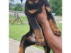 Rottweiler Puppy for sale in Waco, TX, USA