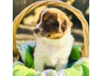 Australian Shepherd Puppy for sale in Grants Pass, OR, USA