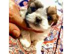 Maltese Puppy for sale in Placerville, CA, USA