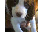 English Springer Spaniel Puppy for sale in Fontana, CA, USA