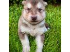 Alaskan Malamute Puppy for sale in Ionia, MI, USA