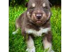 Alaskan Malamute Puppy for sale in Ionia, MI, USA