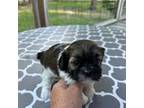 Shih-Poo Puppy for sale in Lake City, FL, USA