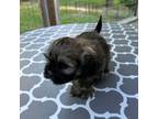 Shih-Poo Puppy for sale in Lake City, FL, USA