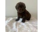 Maltipoo Puppy for sale in Los Angeles, CA, USA