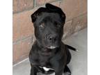 Adopt Luna a Pit Bull Terrier