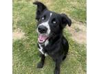 Adopt Bow a Border Collie