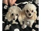 Adopt Romeo and Julietta a Poodle