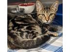 Adopt Sally Struthers(Petsense) a Domestic Short Hair