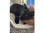 Adopt Sunflower a Domestic Short Hair