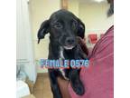 Adopt 0576 a Black Labrador Retriever, Dachshund