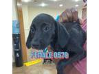 Adopt 0579 a Black Labrador Retriever, Dachshund