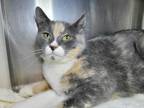 Adopt Margot a Domestic Short Hair