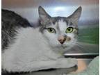 Adopt Georgette a Domestic Short Hair