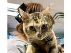 Adopt Zoe a Domestic Short Hair