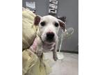 Adopt Stephy a Terrier, Mixed Breed
