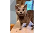 Adopt Heidi a Domestic Short Hair