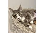 Adopt Tinkerbell a Domestic Short Hair