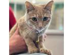 Adopt Cianna a Domestic Short Hair