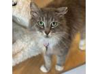 Adopt Torenia a Domestic Short Hair