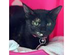 Adopt Iris a Domestic Short Hair