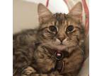 Adopt Libra a Domestic Short Hair