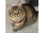 Adopt Scorpio a Domestic Short Hair