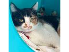 Adopt Esker a Domestic Short Hair