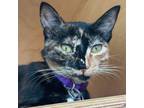 Adopt Pukulani a Domestic Short Hair