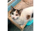 Adopt Kallie a Domestic Short Hair