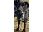 Adopt Nikki a Labrador Retriever