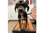 Adopt Pepperoni a Hound