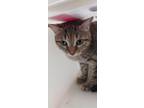 Adopt Autumn a Domestic Short Hair