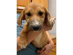Adopt Ellie a Black Mouth Cur, Mixed Breed