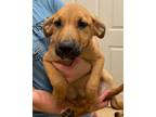 Adopt Emmie a Black Mouth Cur, Mixed Breed