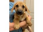 Adopt Eden a Black Mouth Cur, Mixed Breed